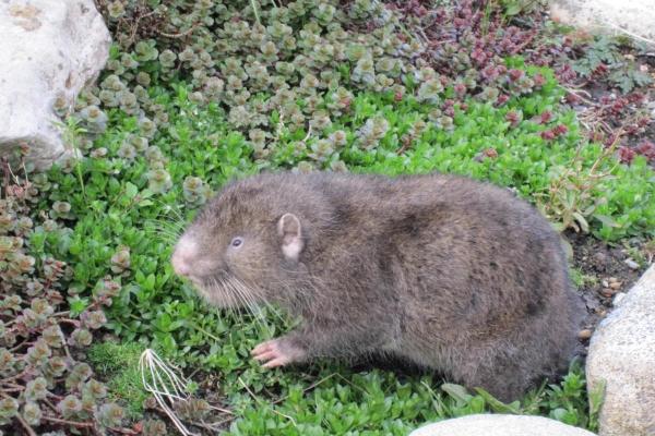 10 Animals That Look Like Beavers - With Photos