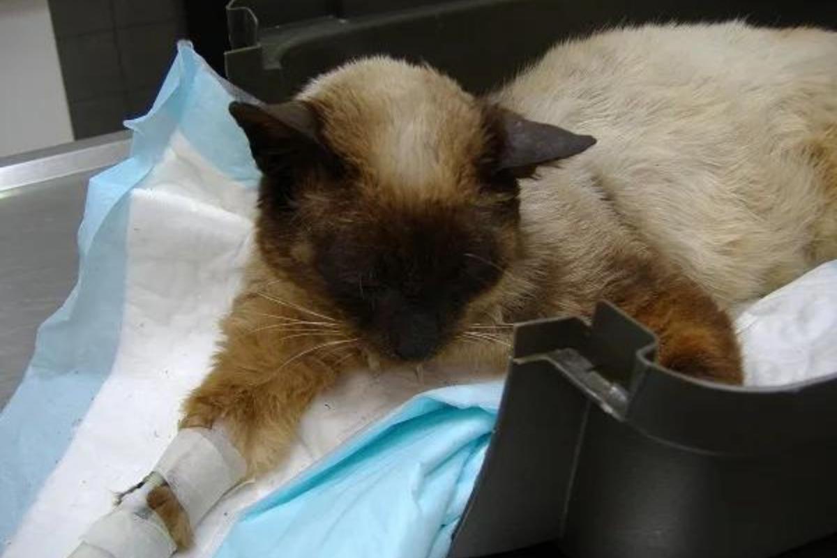 High creatinine levels in cats elevated creatinine causes