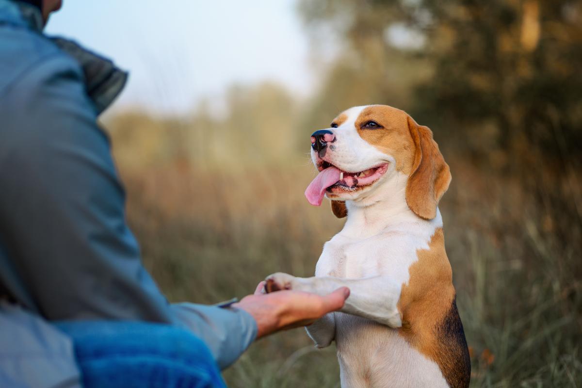 Basic Dog Training Commands