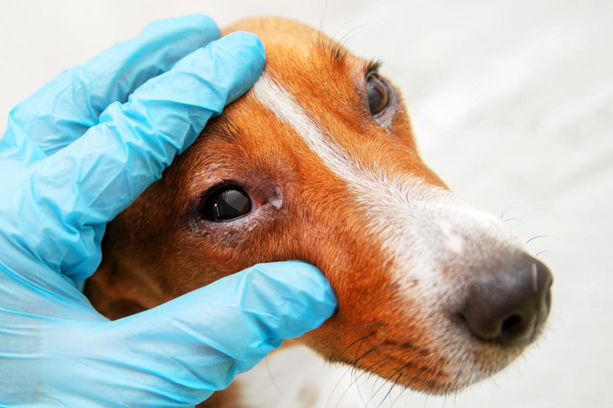 Cyclosporine for Dogs - Uses and Side Effects