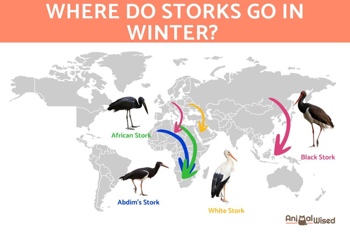 Where Do Storks Go in Winter?