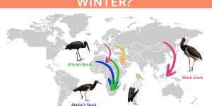 Where Do Storks Go in Winter?