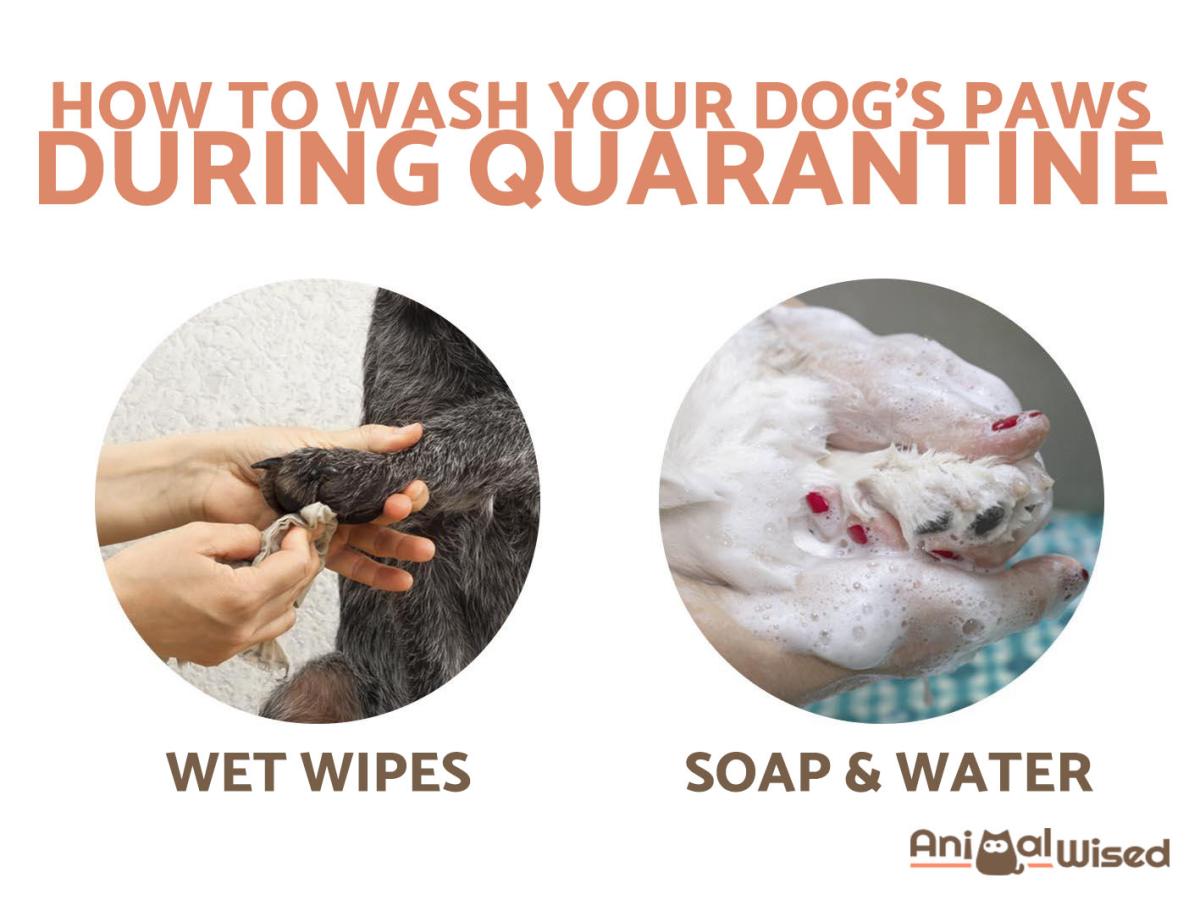 How to Clean My Dog's Paws After a Walk During Quarantine