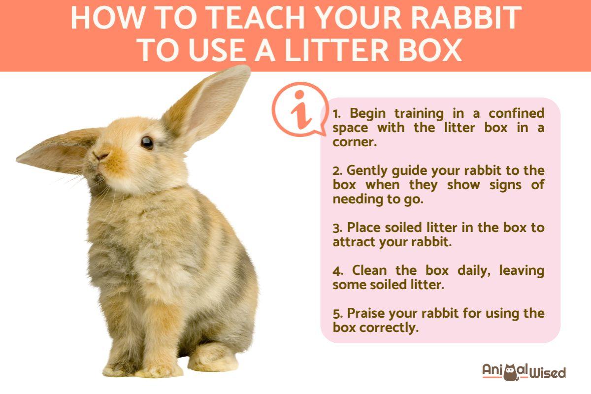 How to Train Your Rabbit to Use a Litter Box
