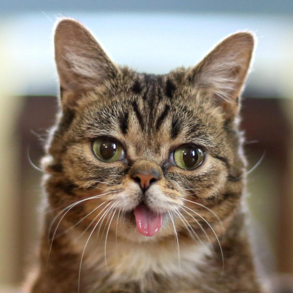 TOP 10 Strangest Cats in the World