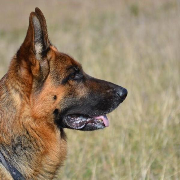 Common Diseases of German Shepherds