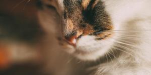 My Cat Has a White Nose - Causes and What to Do