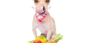 Recommended Fruits and Vegetables for Dogs