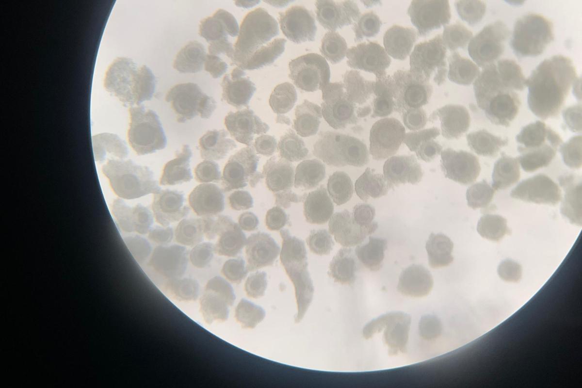 The Miracle of Natural Antioxidants in Veterinary Medicine