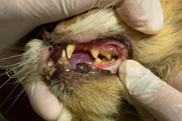 My Cat Is Hungry But Won't Eat - 1. Oral pain