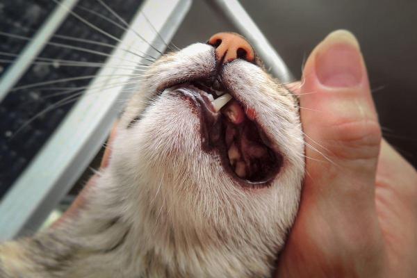 My Cat Is Hungry But Won't Eat - 2. Dental problems