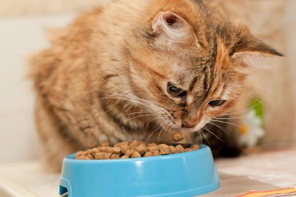 My Cat Is Hungry But Won't Eat - 4. Orthopedic or neurological disorders of the jaw