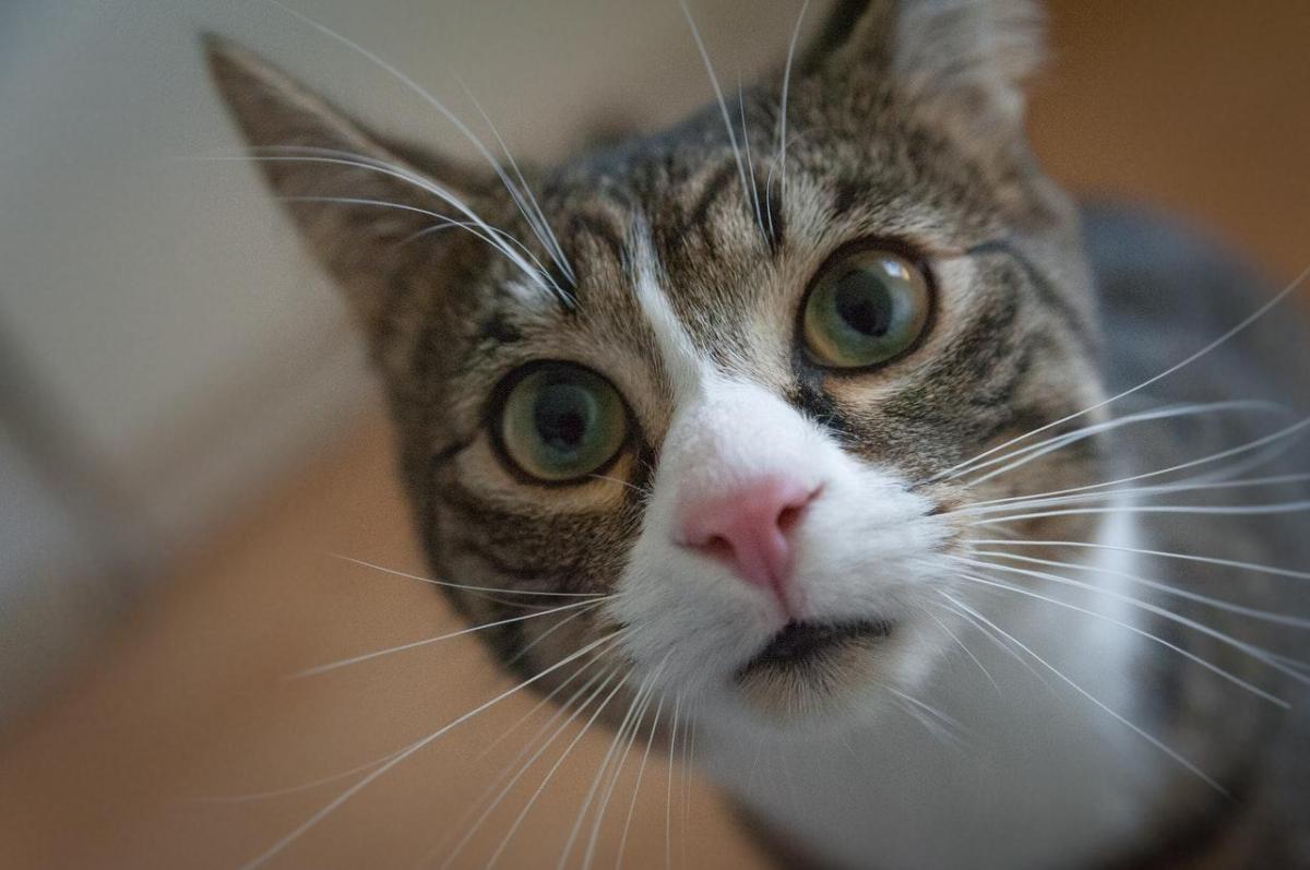 How to Get Rid of Cat Hiccups