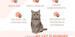 My Cat Is Hungry But Won't Eat