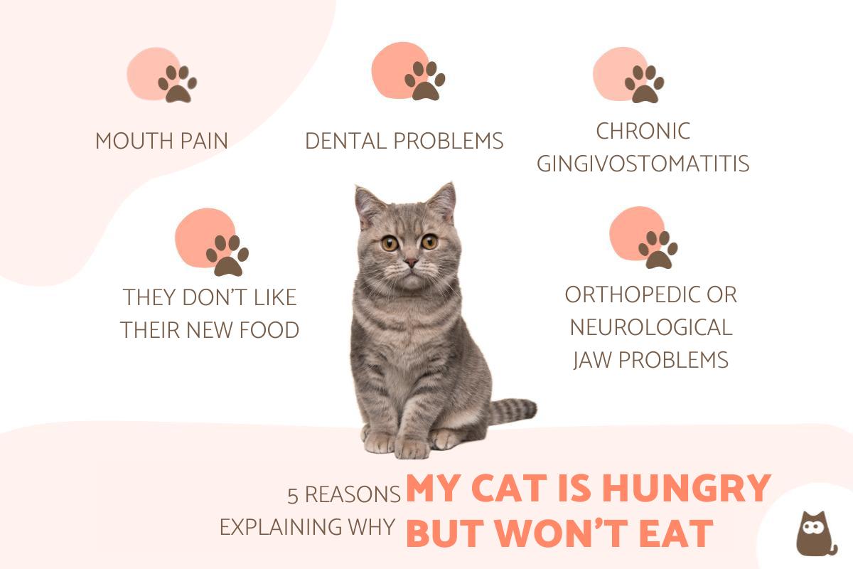 Cat Food My Cat Is Hungry But Will Not Eat Cat Refuses Why Does My Cat