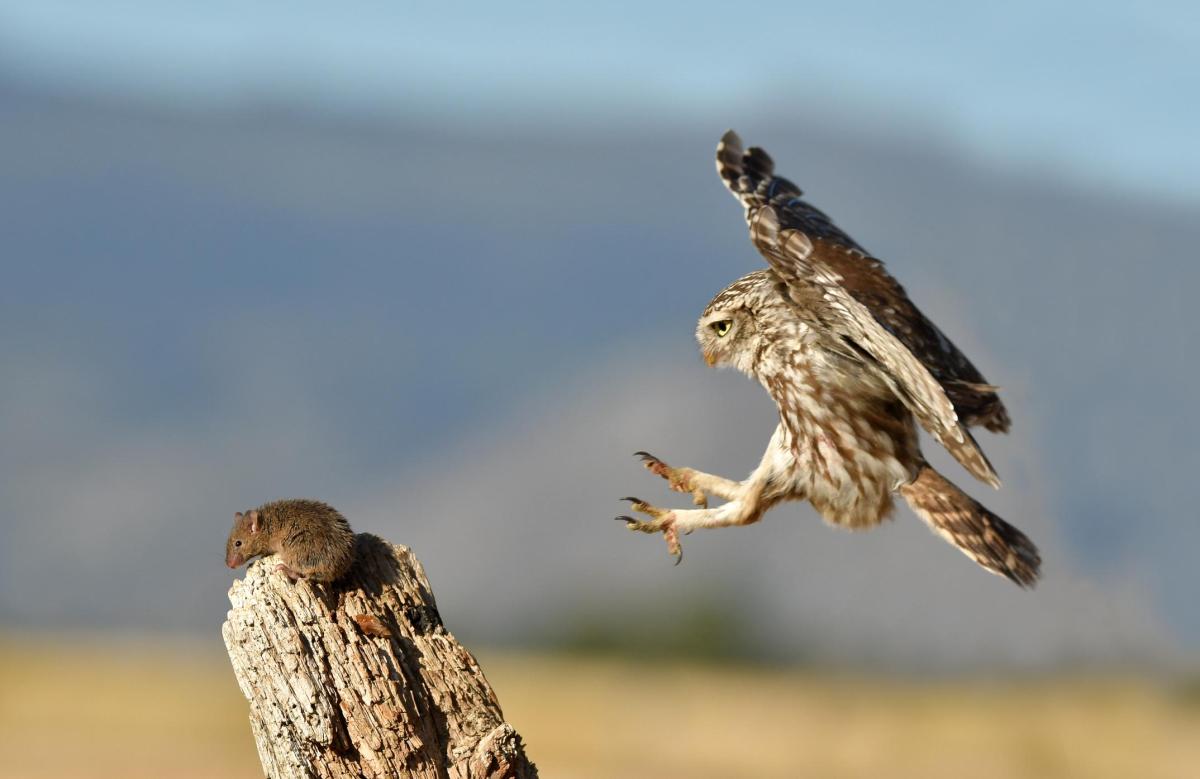What Do Owls Eat? - Feeding Habits of Owls
