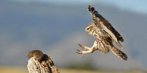 What Do Owls Eat? - Feeding Habits of Owls