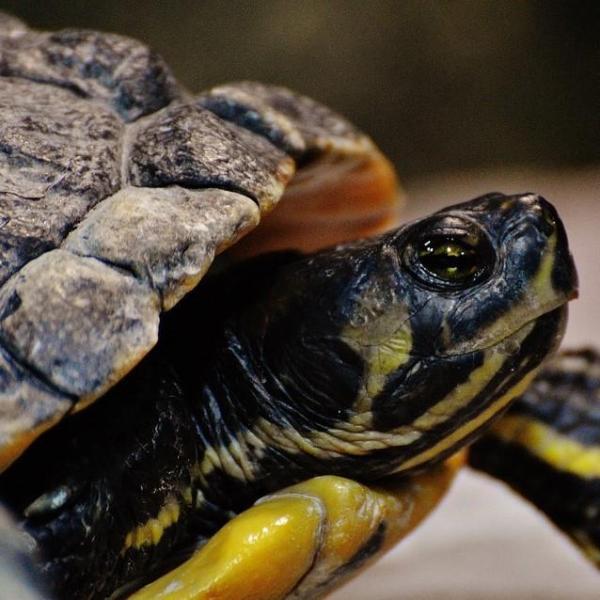 400+ Names for Turtles