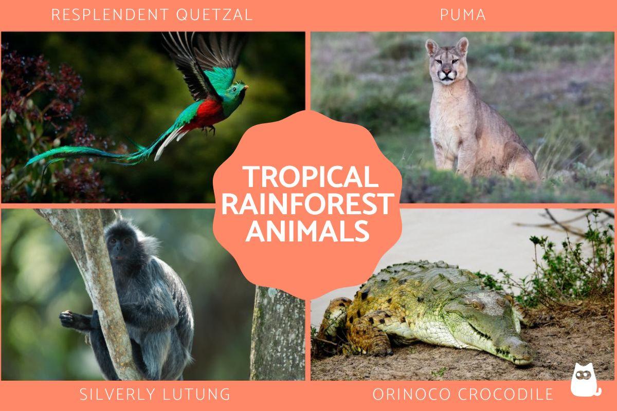 Animals in the Tropical Rainforest