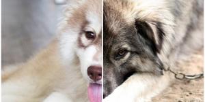 Should Dogs Live Outside or Inside?