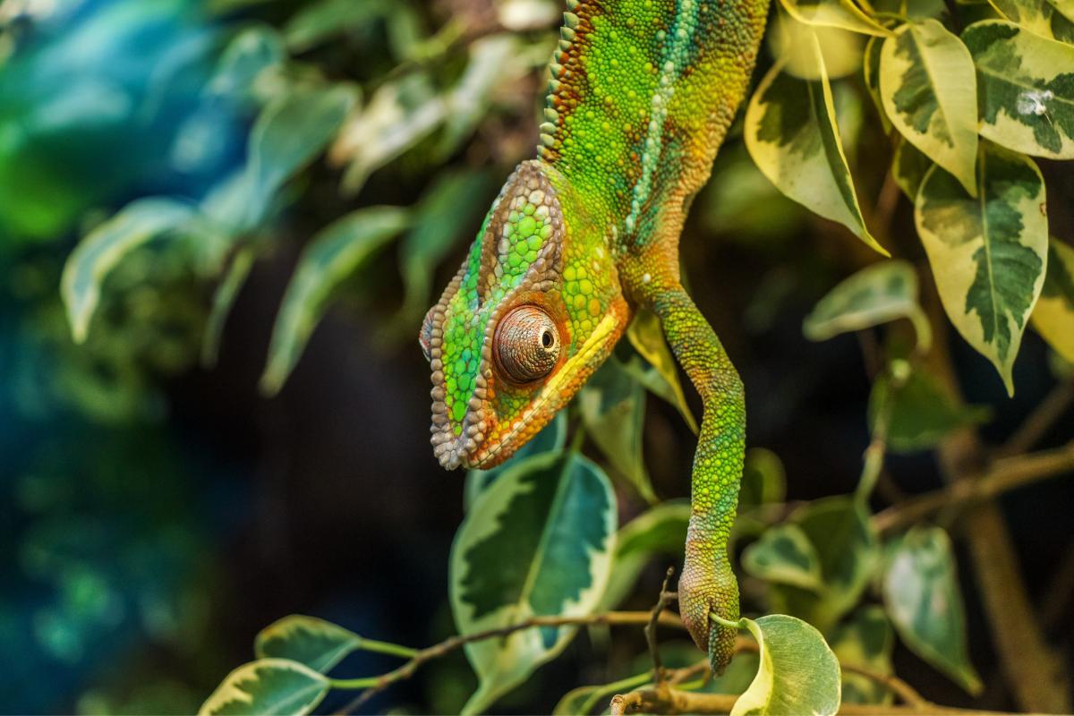 How Long Do Chameleons Live?