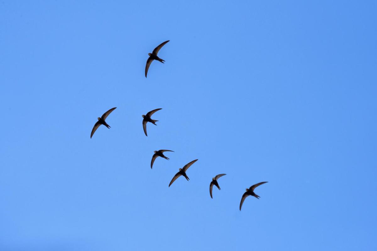Swallow Bird Migration - How, Why, and Where Do Swallows Migrate?