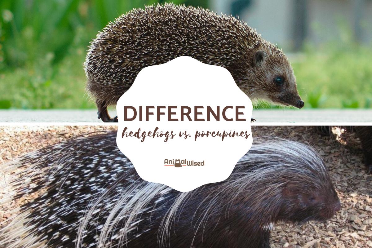 Differences Between Hedgehogs and Porcupines