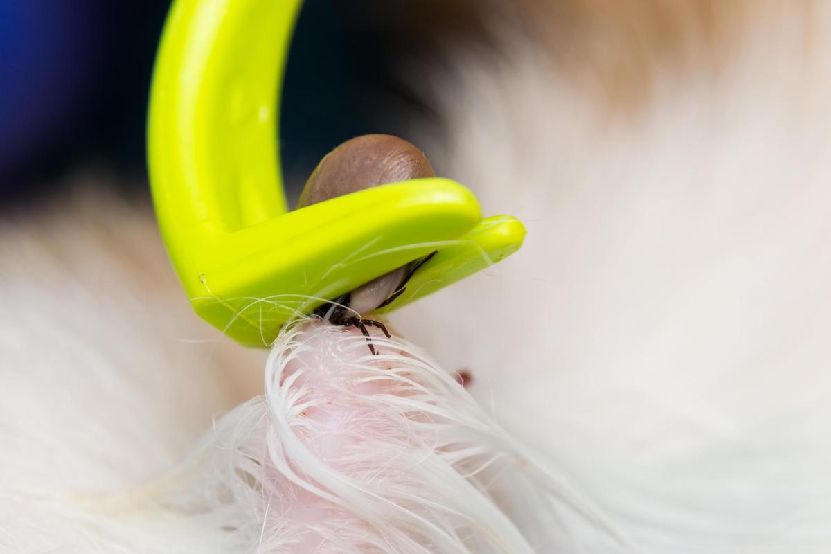 How to Get a Tick off My Dog