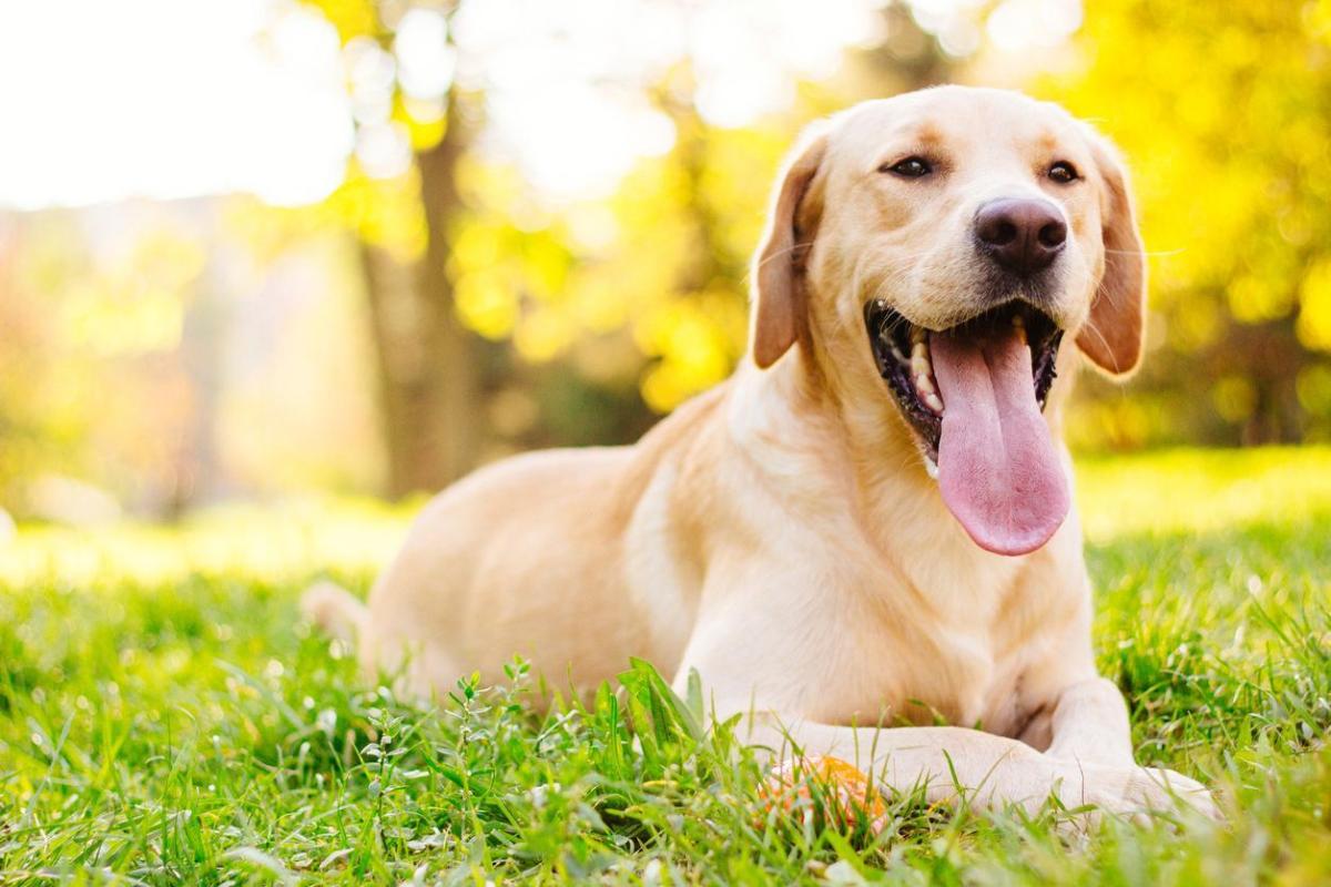 10 Signs of a Balanced Dog