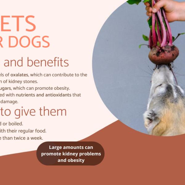 Can Dogs Eat Beets Risk and Benefits of Beets for Dogs