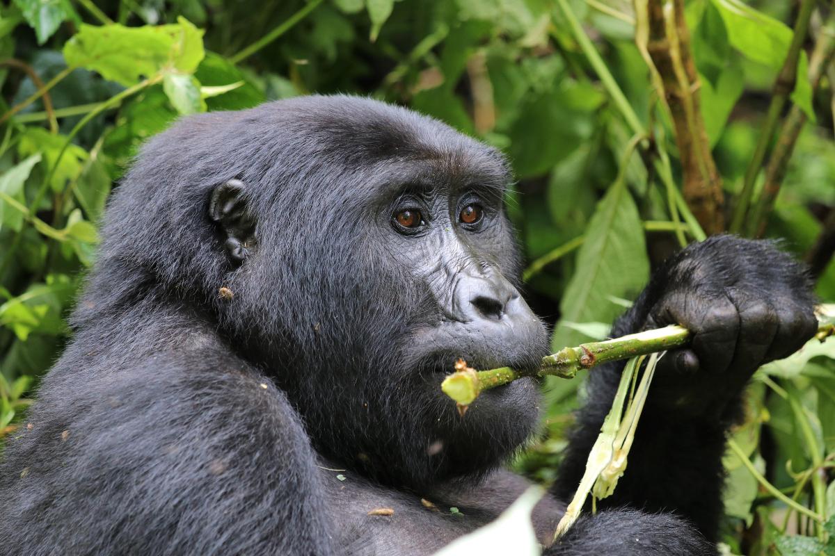 What Do Gorillas Eat? Gorilla Diet Explained