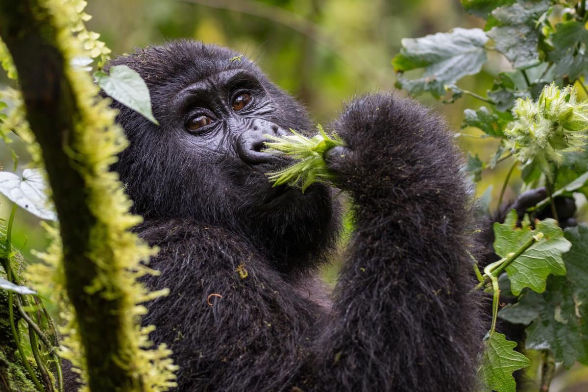 What Do Gorillas Eat? Gorilla Diet Explained