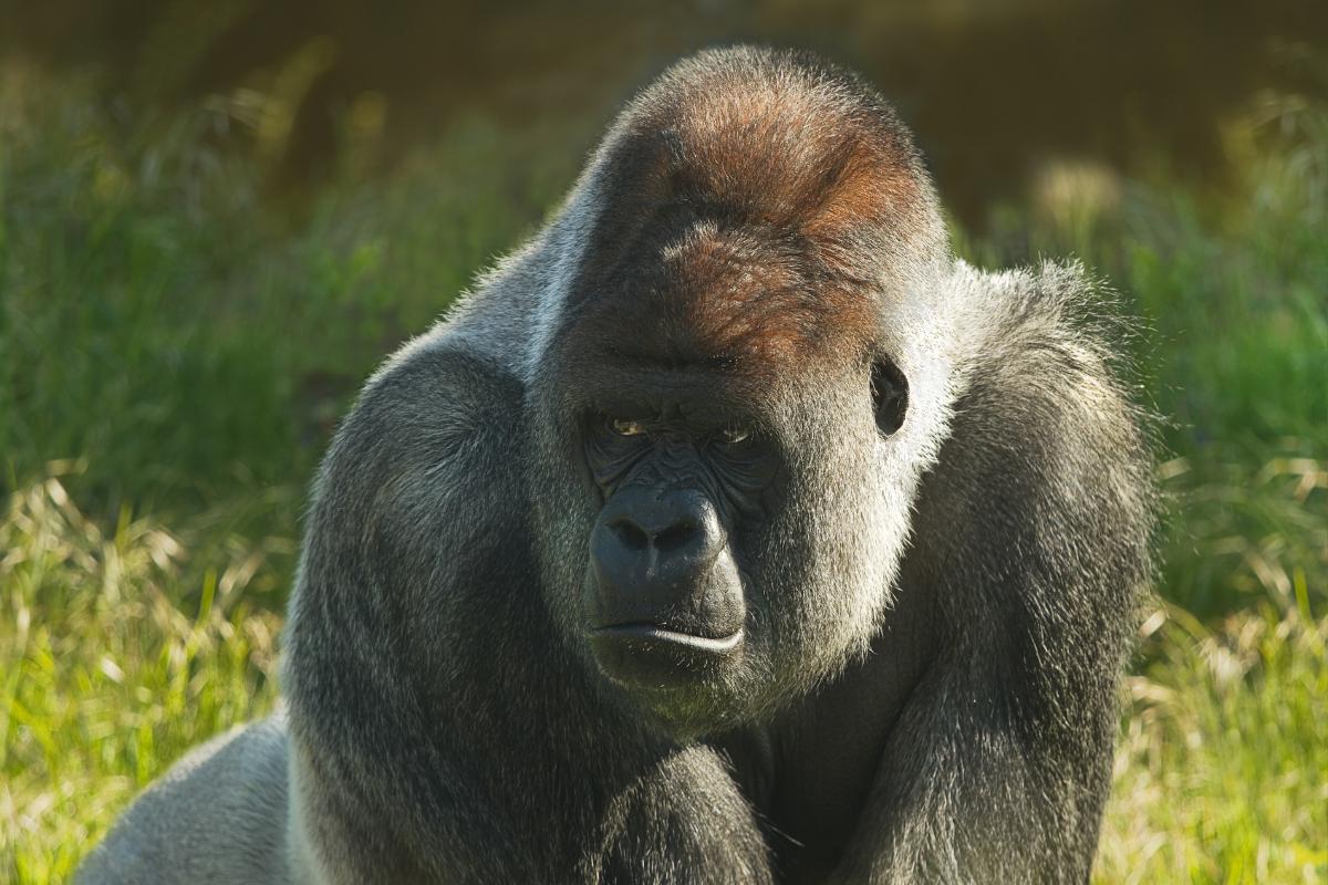 What Do Gorillas Eat? - Gorilla Diet Explained