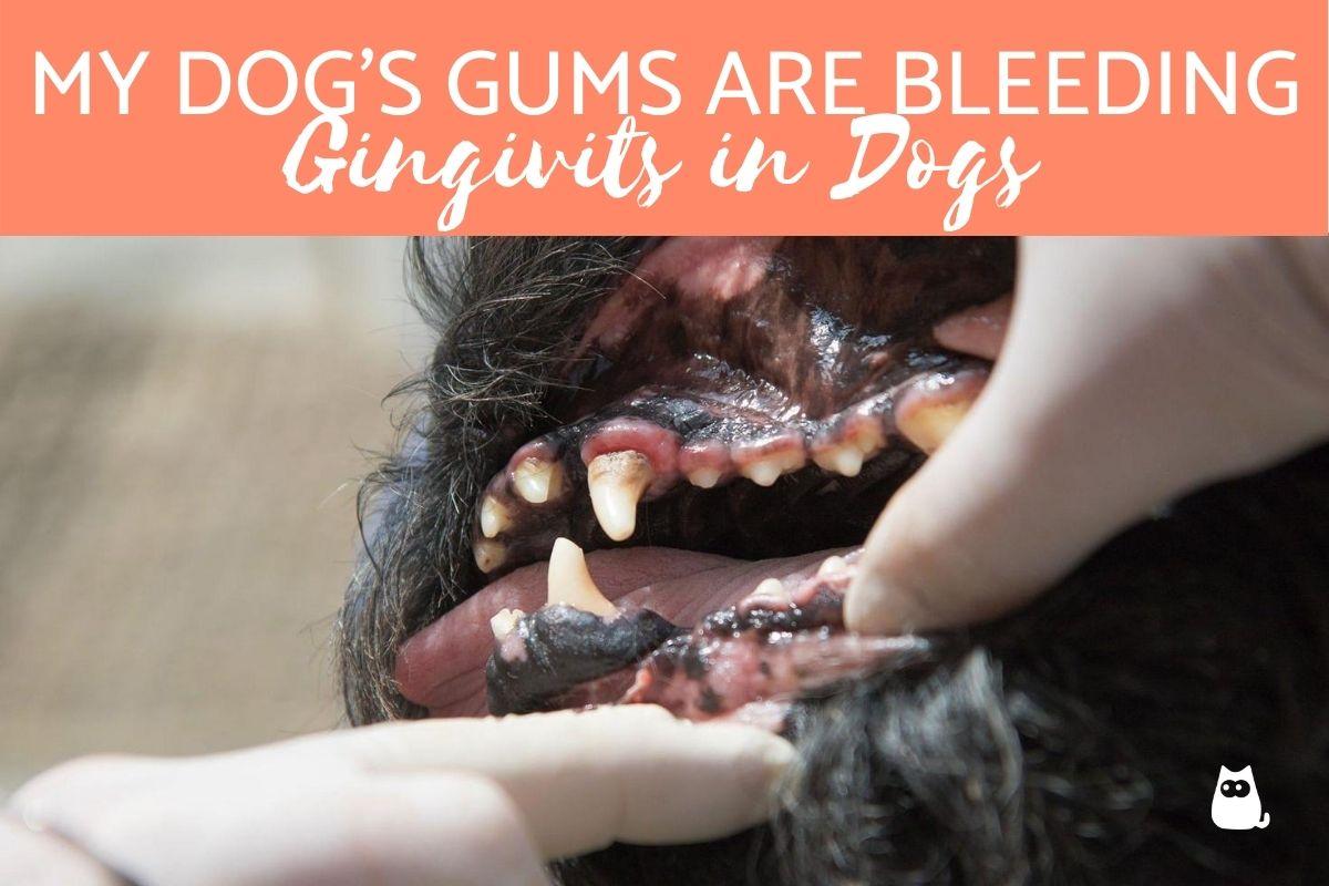 My Dog's Gums Are Bleeding - Gingivitis in Dogs