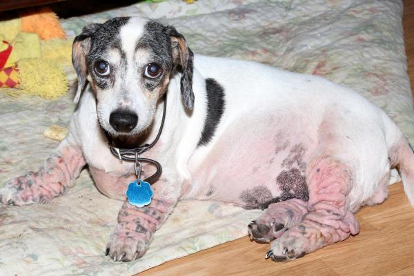 My Dog Has Black Spots on His Belly - 3. Hypersensitivity or allergy