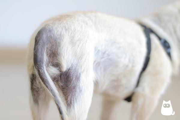 My Dog Has Black Spots on His Belly - 4. Cushing's syndrome