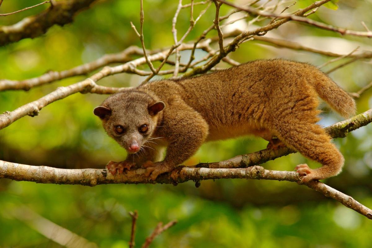 Can You Have a Kinkajou as a Pet?