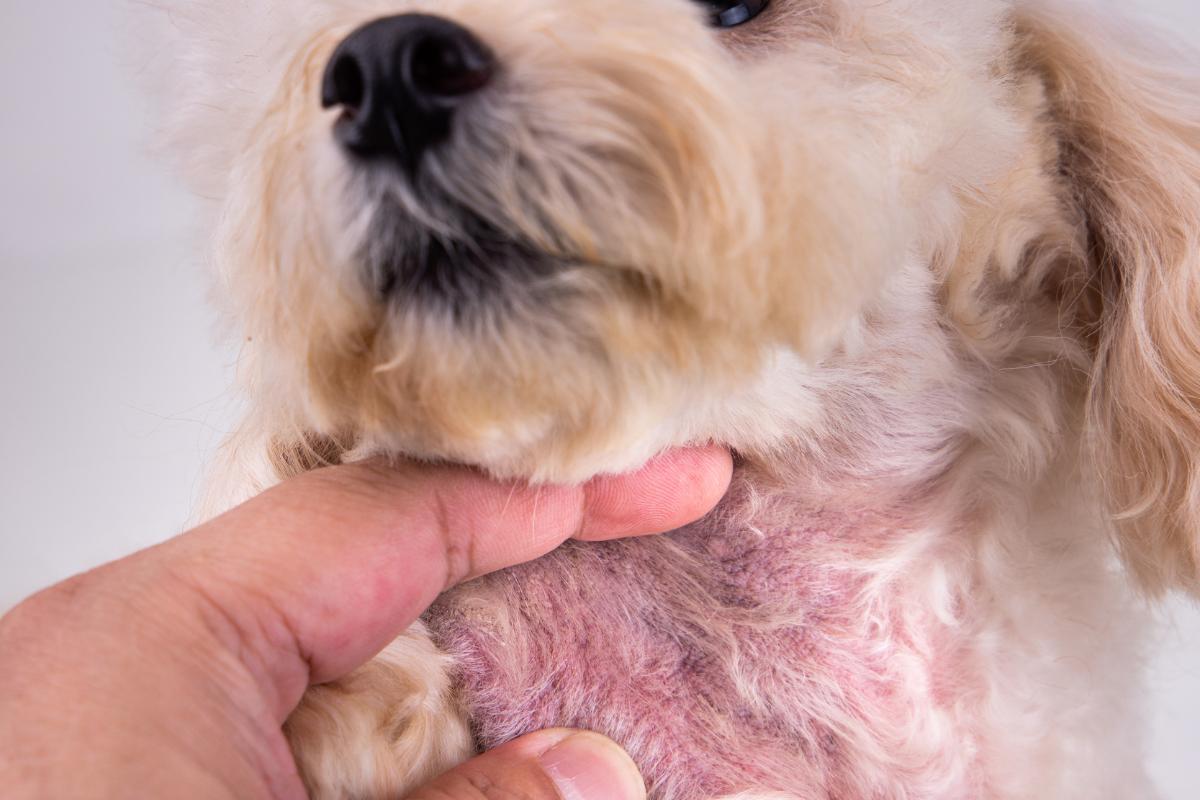 my-dog-has-black-spots-on-his-belly-causes-and-treatment