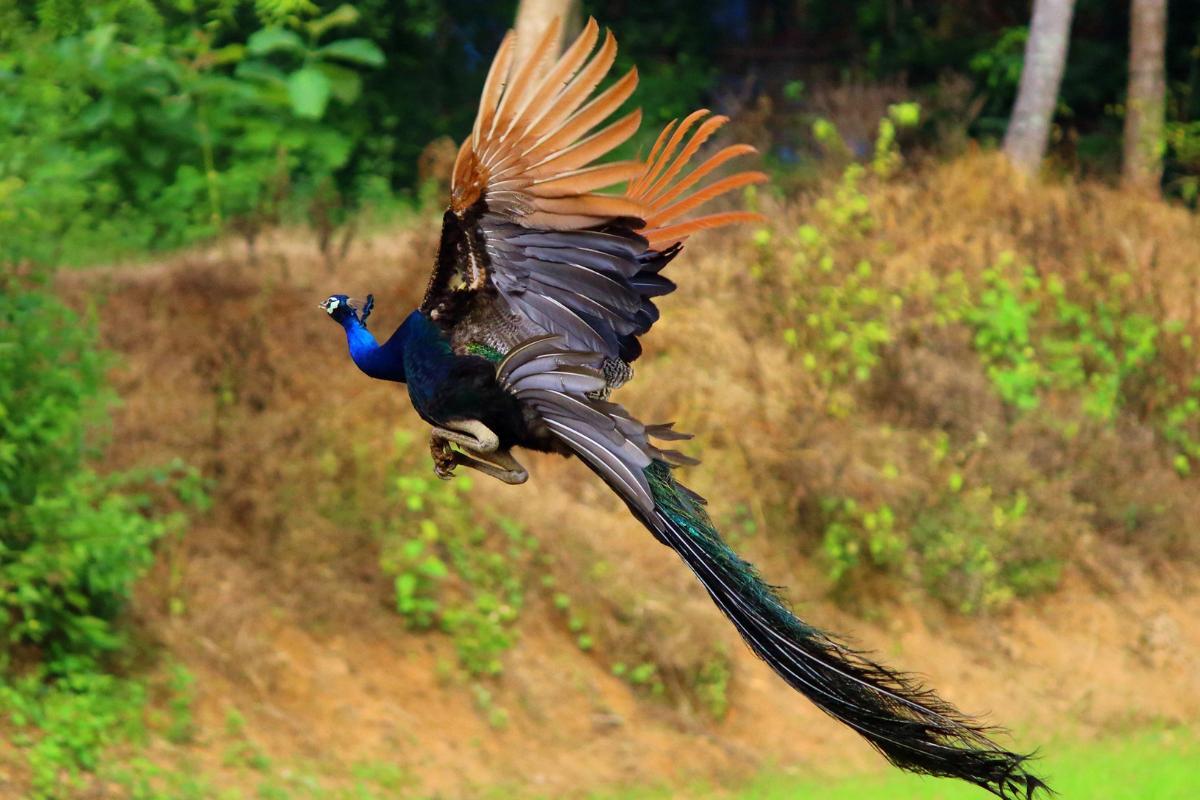 Do Peacocks Fly or Walk? - Understanding How Peacocks Move