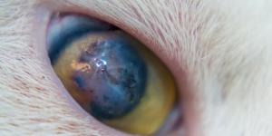 Cat's Eye Corneal Ulcer - Causes and Treatment