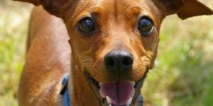 How to Identify a Dog's Breed