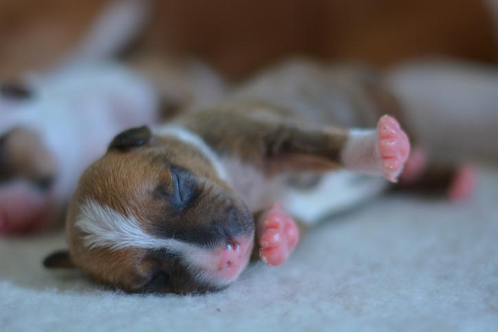 Why Do Dogs Eat Their Puppies Possible Reasons Explained