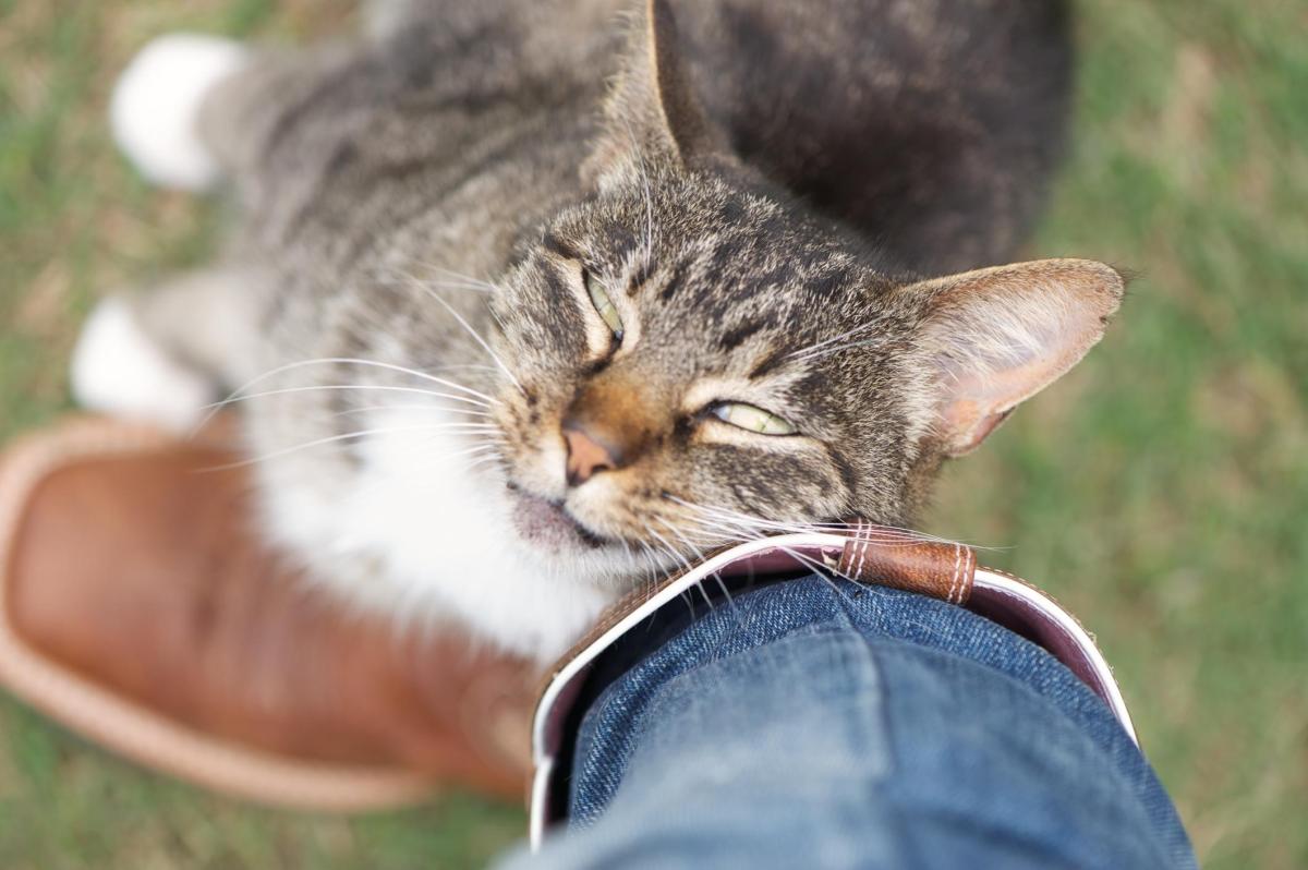 How to Bond With Your Cat
