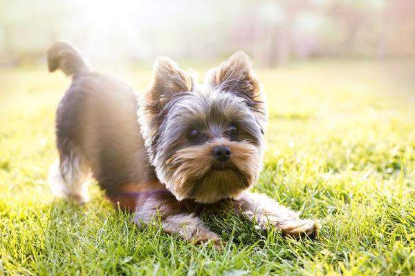 Common Yorkshire Terrier Health Problems