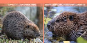 How Many Types of Beavers Are There?