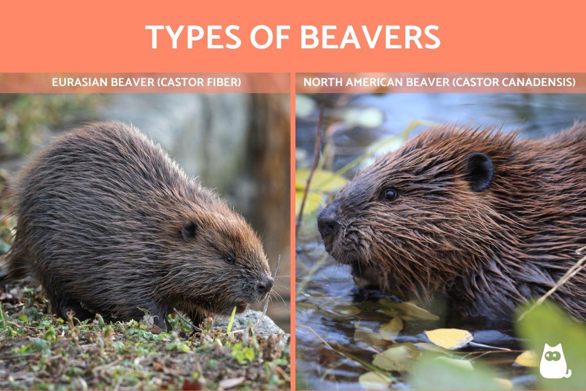 How Many Types of Beavers Are There? - Photos and Facts