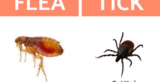 Differences Between Fleas and Ticks