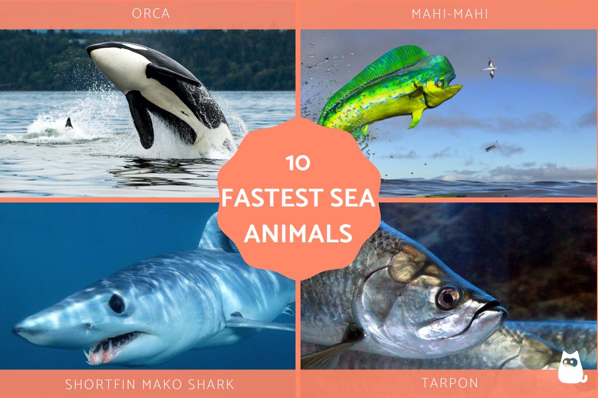 Fastest Sea Animals in the World
