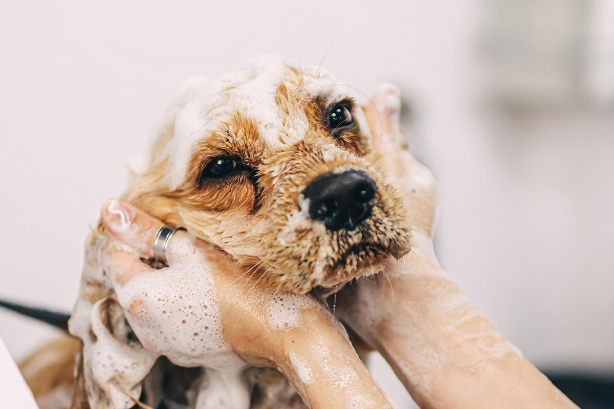 Is Human Shampoo Safe for Dogs?