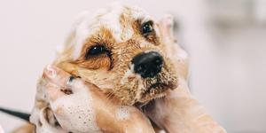 Is Human Shampoo Safe for Dogs?